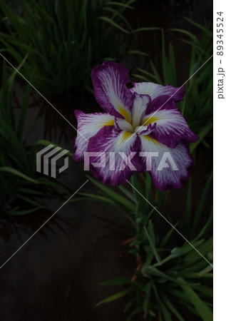花菖蒲 白紫縁取 89345524