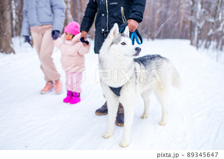 mixed race girl with her lovely siberian pet joy winter weather mixed race girl with her lovely siberian pet joy winter weather 89345647