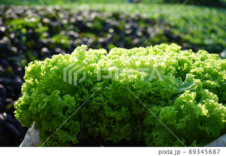 Fresh lettuce with daylight in the farm Fresh lettuce with daylight in the farm 89345687