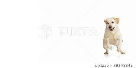 Flyer with portrait of pedigree dog, Labrador Retriever posing isolated on white studio background. Concept of motion, action, pet's love, dynamic. 89345845