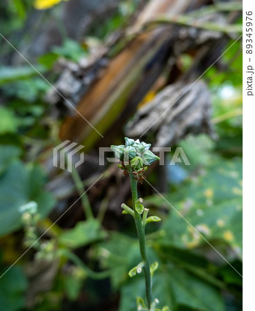 A bouquet of green zucchini, not yet blooming A bouquet of green zucchini, not yet blooming 89345976
