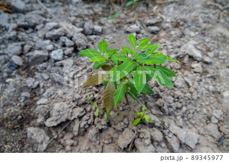 A small longan plant, growing up, formed by seeds 89345977