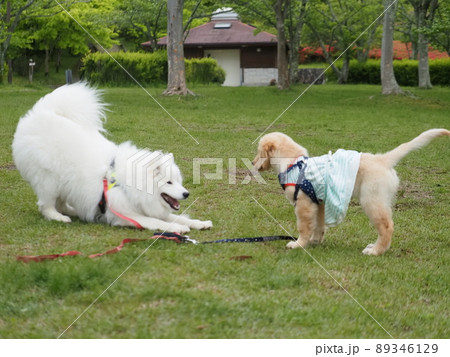 仔犬に遊びたい成犬 89346129