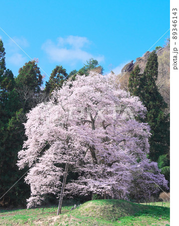 【2021年4月】一本桜 - 秋山の駒桜 89346143