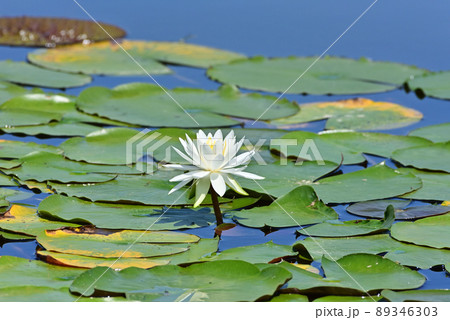 スイレン 89346303
