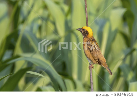 Image of male baya weaver nesting on nature background. Bird. Animals. Image of male baya weaver nesting on nature background. Bird. Animals. 89346919