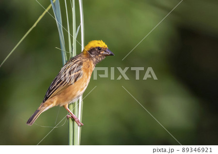 Image of male baya weaver nesting on nature background. Bird. Animals. Image of male baya weaver nesting on nature background. Bird. Animals. 89346921