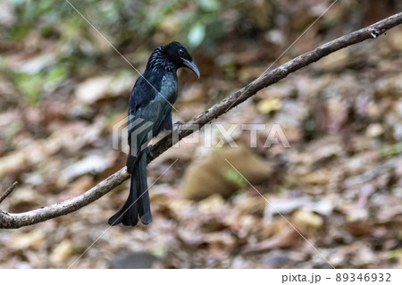 Image of Hair crested drongo bird on a tree branch on nature background. Animals. 89346932