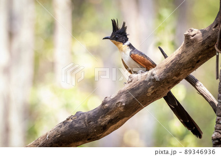 Image of Chestnut winged cuckoo on a tree branch on nature background. Bird. Animals. 89346936