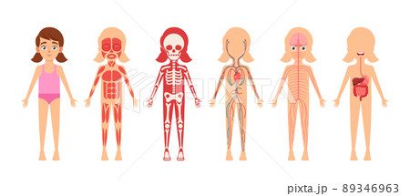 Girl Skeleton, Internal Organs, Circulatory, Muscular, Digestive and Nervous Anatomy Systems. Anatomical Structures 89346963