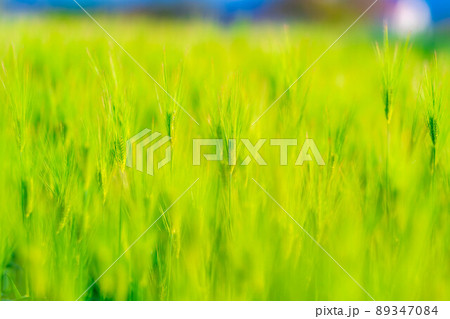 初夏の青麦畑【長野県】 初夏の青麦畑【長野県】 89347084
