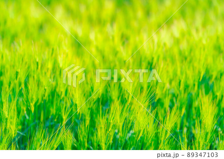 初夏の青麦畑【長野県】 89347103