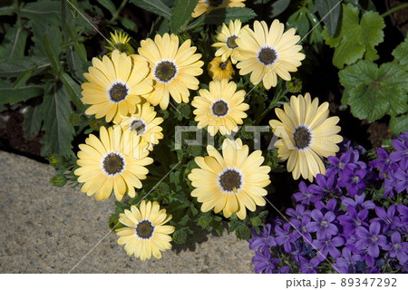 オステオスペルマム　黄色 89347292