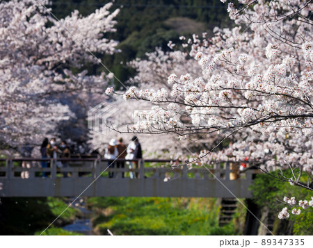 一の坂川沿いの桜並木 89347335