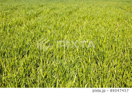 Green lawn freshly grass texture background 89347457