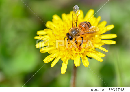 たんぽぽ×ミツバチ 89347484