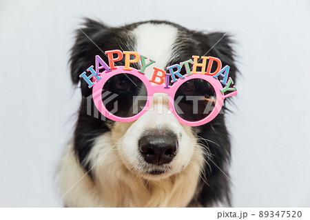 Happy Birthday party concept. Funny cute puppy dog border collie wearing birthday silly eyeglasses isolated on white background. Pet dog on Birthday day Happy Birthday party concept. Funny cute puppy dog border collie wearing birthday silly eyeglasses isolated on white background. Pet dog on Birthday day 89347520