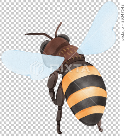 Honey set with jar, barrel, bees, honeycombs, buckwheat flowers. Isolate. watercolor illustration. 89347548