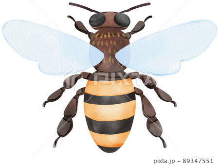 Honey set with jar, barrel, bees, honeycombs, buckwheat flowers. Isolate. watercolor illustration. Honey set with jar, barrel, bees, honeycombs, buckwheat flowers. Isolate. watercolor illustration. 89347551