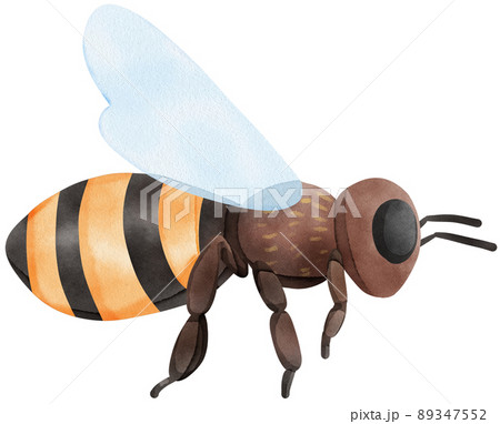 Honey set with jar, barrel, bees, honeycombs, buckwheat flowers. Isolate. watercolor illustration. 89347552