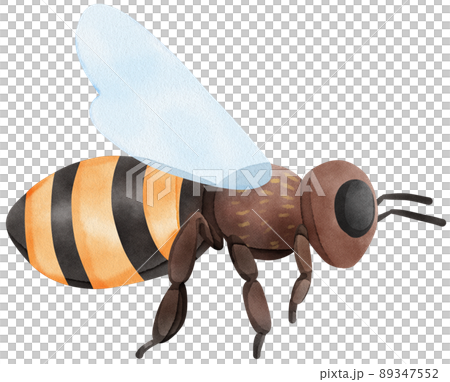 Honey set with jar, barrel, bees, honeycombs, buckwheat flowers. Isolate. watercolor illustration. 89347552