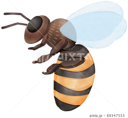 Honey set with jar, barrel, bees, honeycombs, buckwheat flowers. Isolate. watercolor illustration. Honey set with jar, barrel, bees, honeycombs, buckwheat flowers. Isolate. watercolor illustration. 89347553