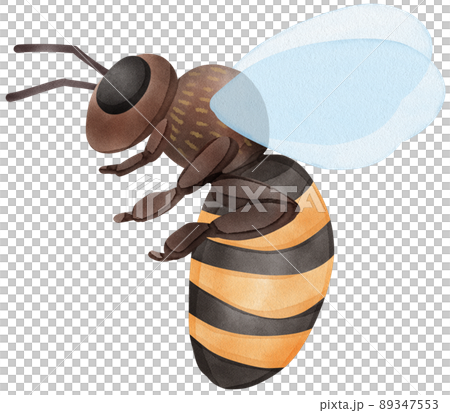 Honey set with jar, barrel, bees, honeycombs, buckwheat flowers. Isolate. watercolor illustration. Honey set with jar, barrel, bees, honeycombs, buckwheat flowers. Isolate. watercolor illustration. 89347553