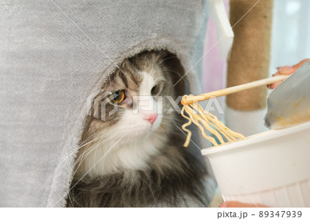 Young Asian woman working from home with her cat 89347939