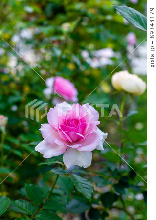薔薇 バラ科 バラ 89348179