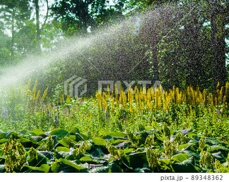Landscape design, beautiful Park with flowers and conifers, Kotka, Park Isopuisto, Finland. 89348362