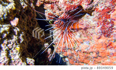 ダイビング　キミオコゼ 89349059