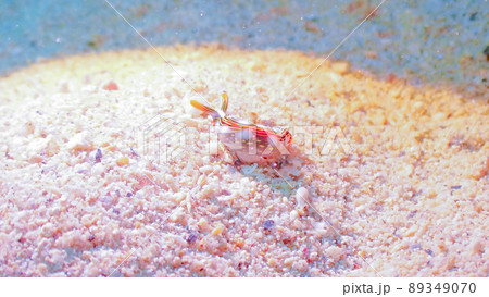 ダイビング　ハナミドリガイ 89349070