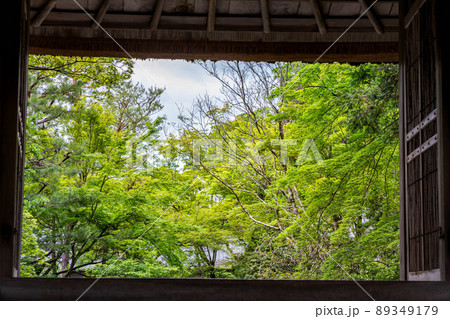 法然院、山門から臨む初夏の青もみじ 89349179