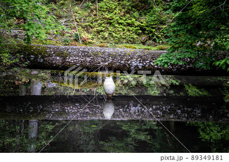 法然院、池に映ったオブジェと倒木がまるで視覚的な禅問答をおもわせるシュールな新緑の庭園 89349181