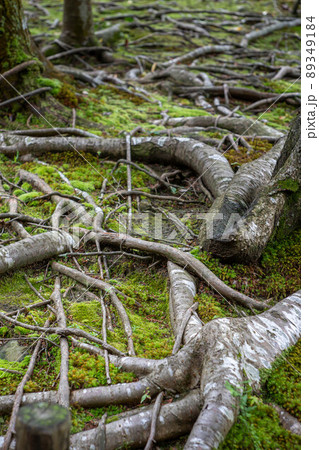 法然院、木の根が奇怪な模様を織り成すシュールな庭園の地面 89349184