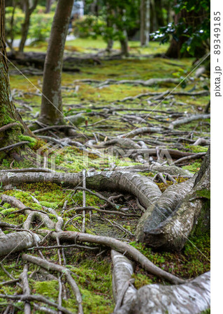 法然院、木の根が奇怪な模様を織り成すシュールな庭園の地面 法然院、木の根が奇怪な模様を織り成すシュールな庭園の地面 89349185
