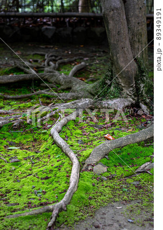 法然院、木の根と苔の地面 法然院、木の根と苔の地面 89349191