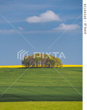 Springtime view of green fields, trees and yellow rapeseed, Avebury, Wiltshire Springtime view of green fields, trees and yellow rapeseed, Avebury, Wiltshire 89349728