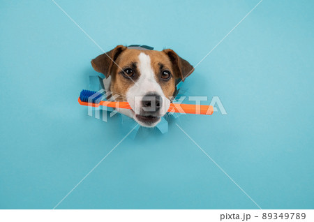 The muzzle of a Jack Russell Terrier sticks out through a hole in a paper blue background and holds an orange toothbrush. 89349789