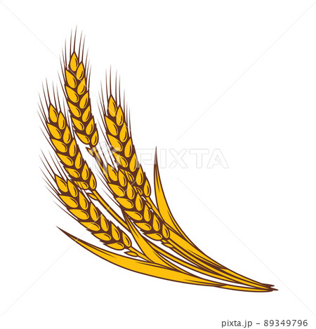 Bunch of wheat. Agricultural image with natural ears of barley or rye. 89349796
