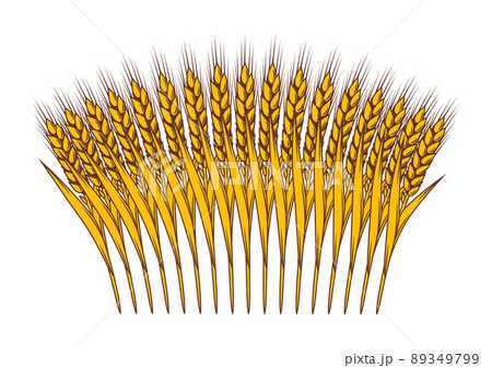 Bunch of wheat. Agricultural image with natural ears of barley or rye. 89349799