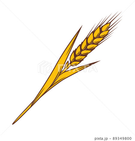 Illustration of wheat. Agricultural image with natural ear of barley or rye. 89349800