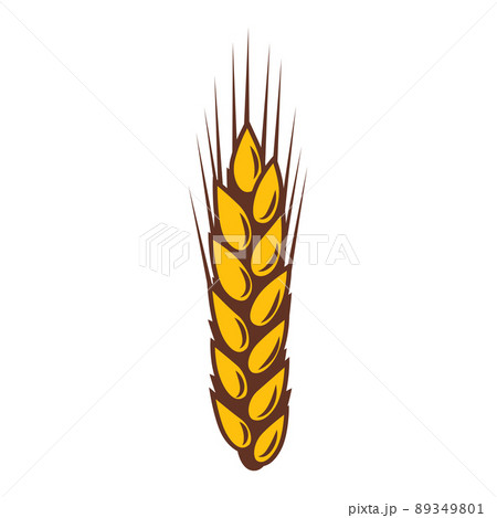 Illustration of wheat. Agricultural image with natural ear of barley or rye. 89349801