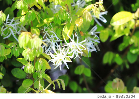 常盤満作（トキワマンサク）の花 89350204