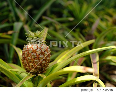 パイナップル栽培の写真素材、パイナップル農園 パイナップル栽培の写真素材、パイナップル農園 89350540
