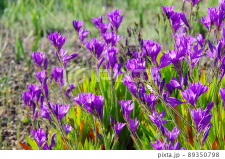 バビアナ 89350798