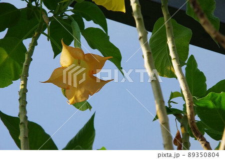 キダチチョウセンアサガオ キダチチョウセンアサガオ 89350804