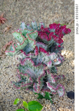 キングマハラジャ 89350807