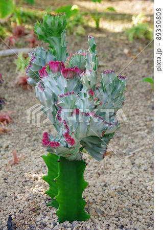 キングマハラジャ キングマハラジャ 89350808