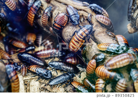 Madagascar hissing cockroach 89350825